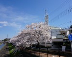 4月：桜の季節