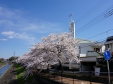 多摩教会と桜